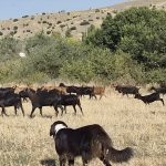 Κτηνοτρόφος Λάρισας: Άφησε Μύκονο για έρωτα – Η ιστορία του