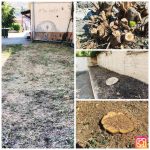 Κοπή Αμυγδαλιών Εράτυρα: Τι κρύβεται πίσω από την καταγγελία γονέων;