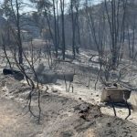 Σίβηρη: Το μυστικό που έσωσε το δάσος από την ολοσχερή καταστροφή