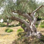 Ελαιοπαραγωγοί: Μεγάλη ανάσα! Νέα προθεσμία για δηλώσεις συγκομιδής