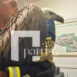 Γυπαετός στο αεροπλάνο Ηρακλείου: Η απίστευτη διάσωση