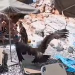 Γύπας στη Θεσσαλονίκη: Το σπάνιο θέαμα που πάγωσε τους λουόμενους