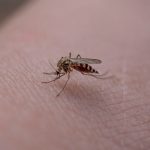 Ιός Δυτικού Νείλου: Γιατί οι ηλικιωμένοι πρέπει να προσέξουν ΔΙΠΛΑ;