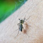Ιός Δυτικού Νείλου: Συναγερμός στην Αττική – Ποια μέτρα χρειάζονται;