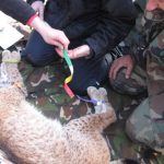 Βαλκανικός Λύγκας: Γιατί κυνηγοί και επιστήμονες ενώνουν δυνάμεις;