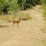 Ζαρκάδι στο Μουρίκι: Η μαγική συνάντηση που εντυπωσιάζει